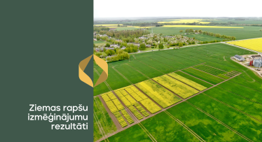 Ziemas rapša izmēģinājumi 2024/2025: slimības, veldre un raža Latvijas laukos