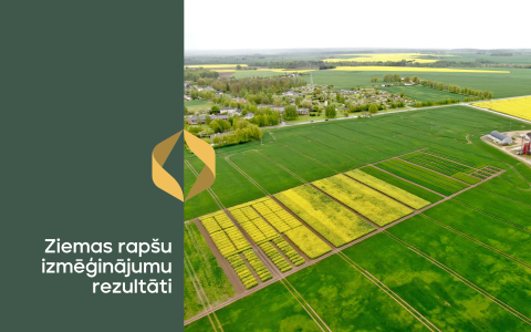 Ziemas rapša izmēģinājumi 2024/2025: slimības, veldre un raža Latvijas laukos