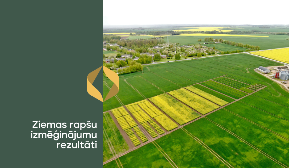 Ziemas rapša izmēģinājumi 2024/2025: slimības, veldre un raža Latvijas laukos