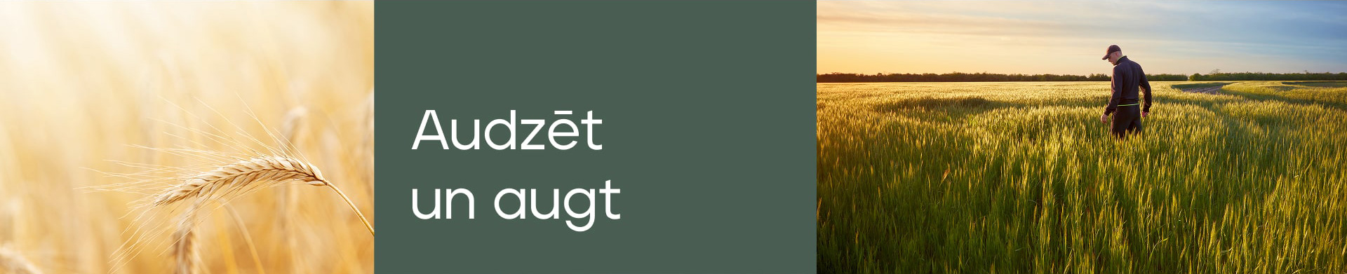 Augti