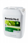 Boronia Mo 6